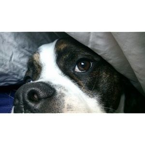 Meet your Posher, Bert